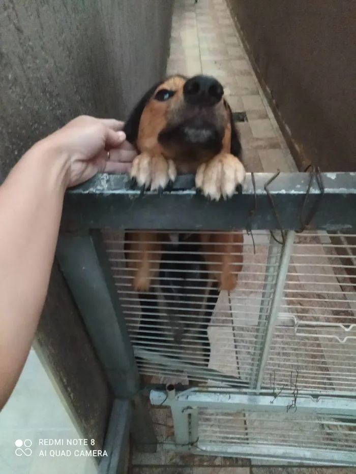 Cachorro ra a Vira lata  idade 2 anos nome Bily