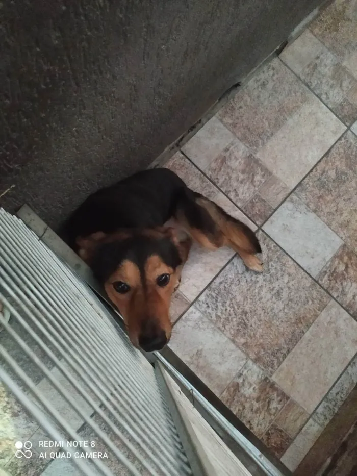 Cachorro ra a Vira lata  idade 2 anos nome Bily