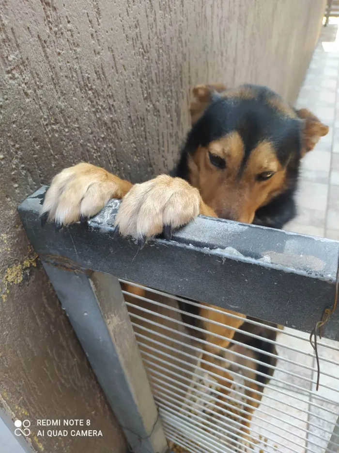 Cachorro ra a Vira lata  idade 2 anos nome Bily