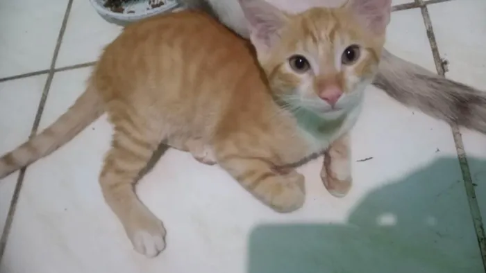 Gato ra a Tigrado idade 2 a 6 meses nome Simba 