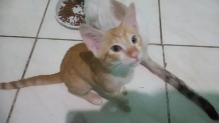 Gato ra a Tigrado idade 2 a 6 meses nome Simba 