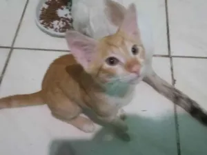 Gato raça Tigrado idade 2 a 6 meses nome Simba 