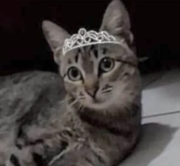 Gato ra a Mestiça  idade 2 a 6 meses nome Belinha 