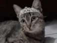 Belinha 