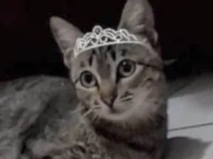 Gato raça Mestiça  idade 2 a 6 meses nome Belinha 