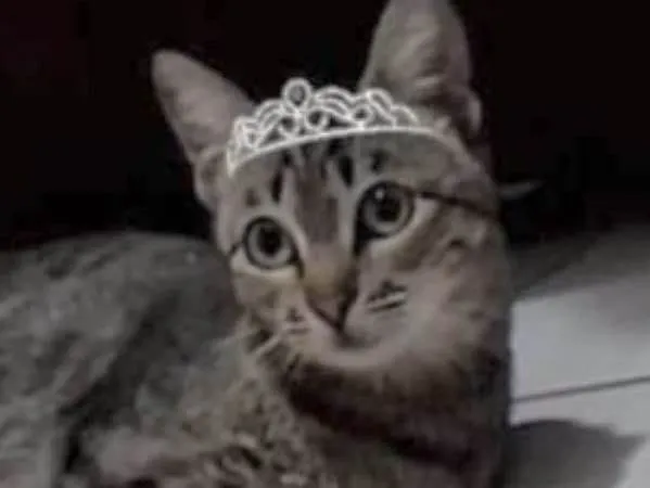 Gato ra a Mestiça  idade 2 a 6 meses nome Belinha 