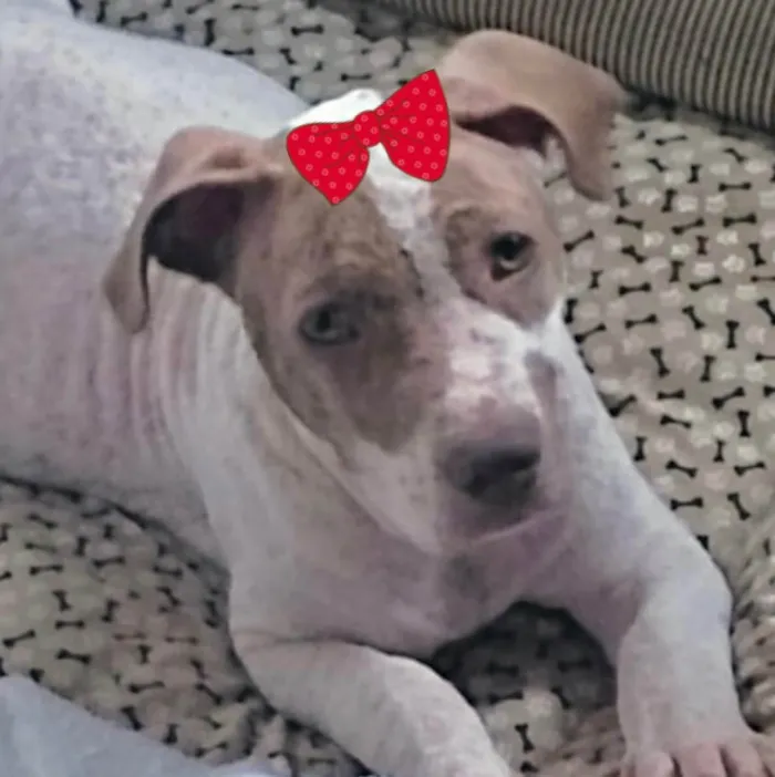 Cachorro ra a Mestiça  idade 2 a 6 meses nome Kiara 