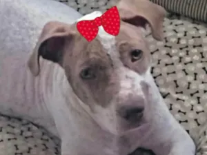 Cachorro raça Mestiça  idade 2 a 6 meses nome Kiara 