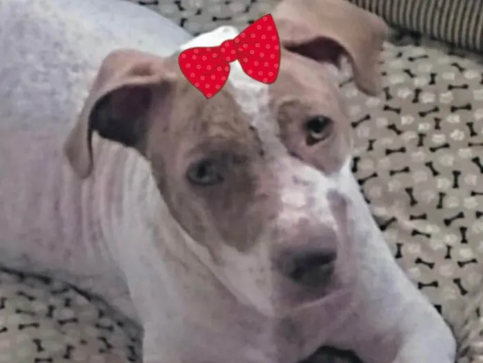 Cachorro ra a Mestiça  idade 2 a 6 meses nome Kiara 