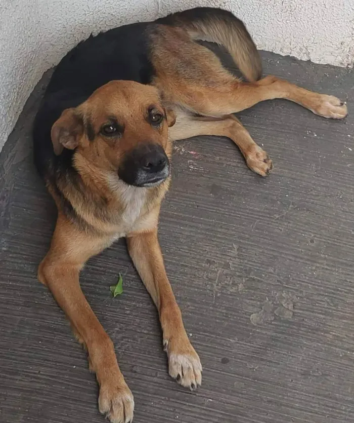 Cachorro raça SRD idade 2 anos nome Valentina 