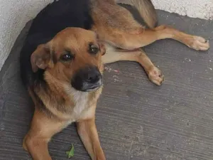 Cachorro raça SRD idade 2 anos nome Valentina 