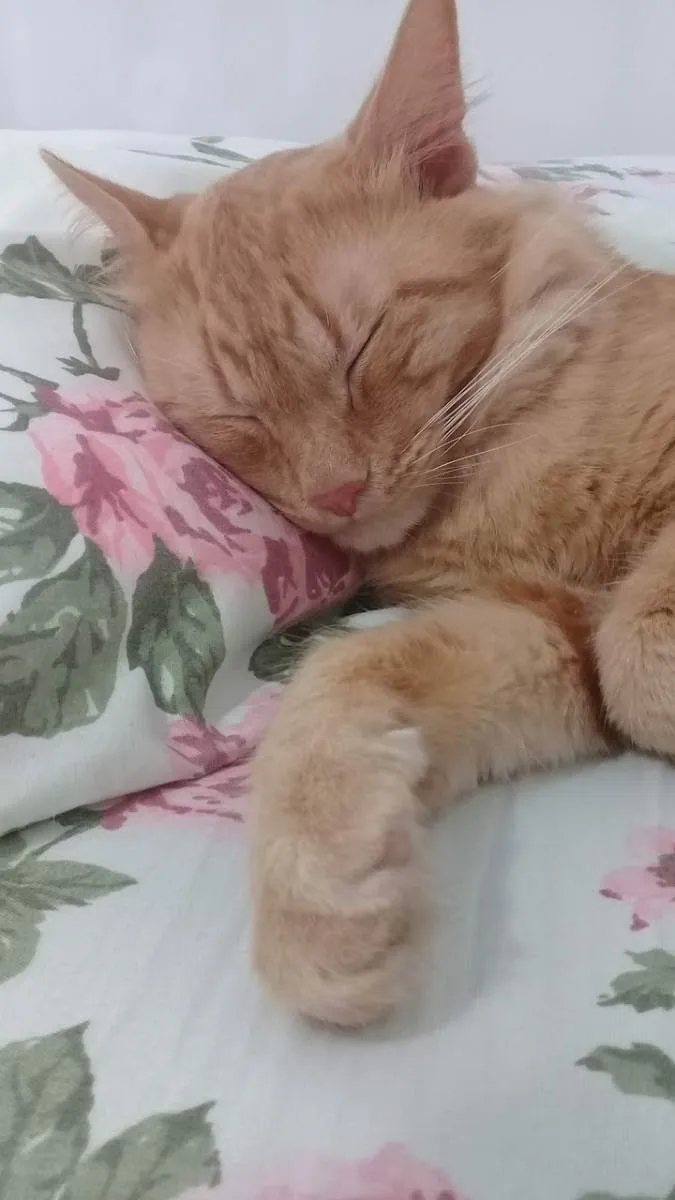 Gato raça  idade 2 anos nome Simba