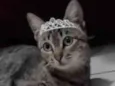Belinha 
