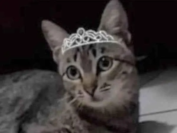 Gato ra a Mestiça  idade 2 a 6 meses nome Belinha 