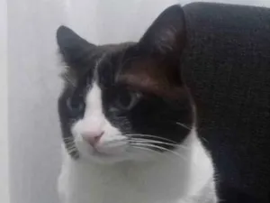 Gato raça Snowshoe idade 5 anos nome Floquinho