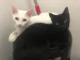 Akira e Ryo