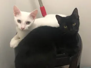 Gato raça Nenhuma idade 2 a 6 meses nome Akira e Ryo