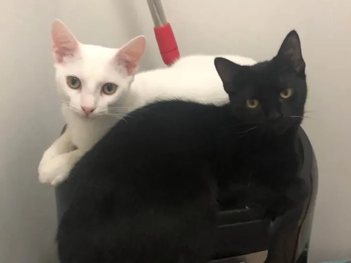 Gato ra a Nenhuma idade 2 a 6 meses nome Akira e Ryo