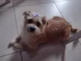 Belinha