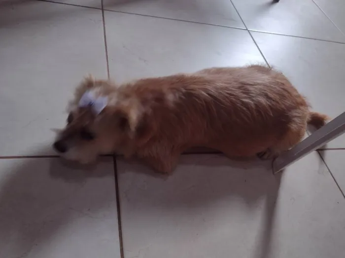 Cachorro raça Sem raça definida idade 1 ano nome Belinha