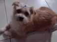 Belinha