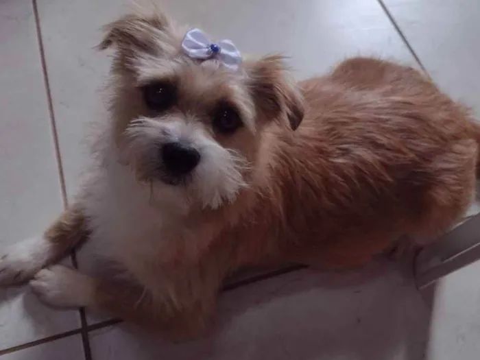 Cachorro raça Sem raça definida idade 1 ano nome Belinha