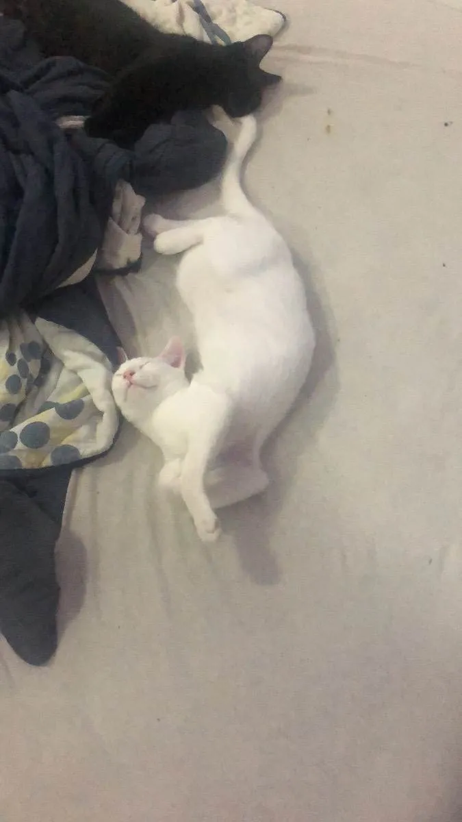 Gato ra a Nenhuma idade 2 a 6 meses nome Akira e Ryo