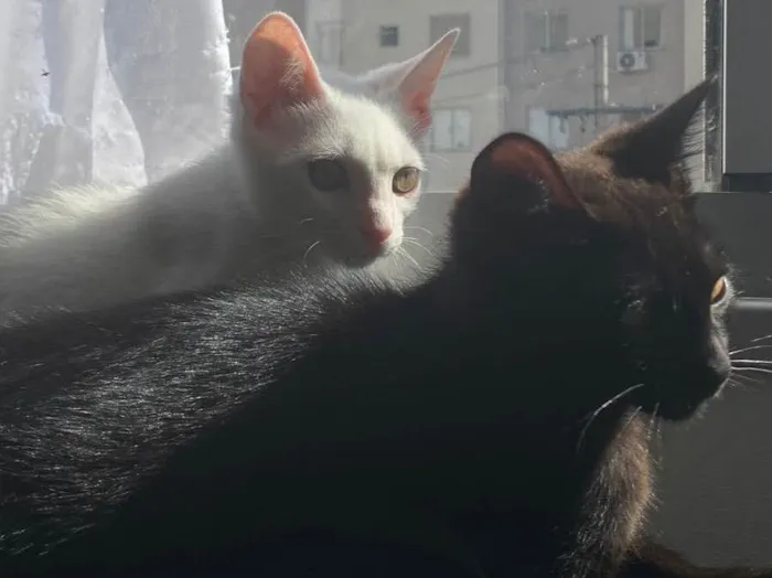Gato ra a Nenhuma idade 2 a 6 meses nome Akira e Ryo