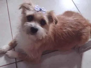 Cachorro raça Sem raça definida idade 1 ano nome Belinha