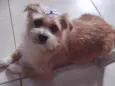 Belinha