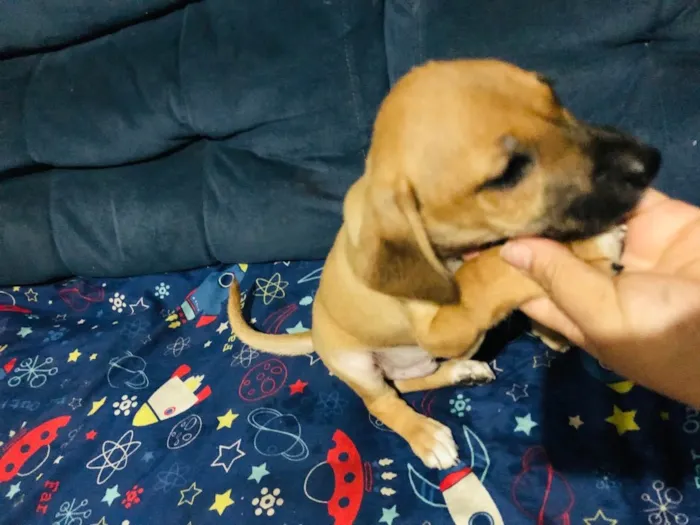 Cachorro ra a Vira lata  idade 2 a 6 meses nome Sem nome