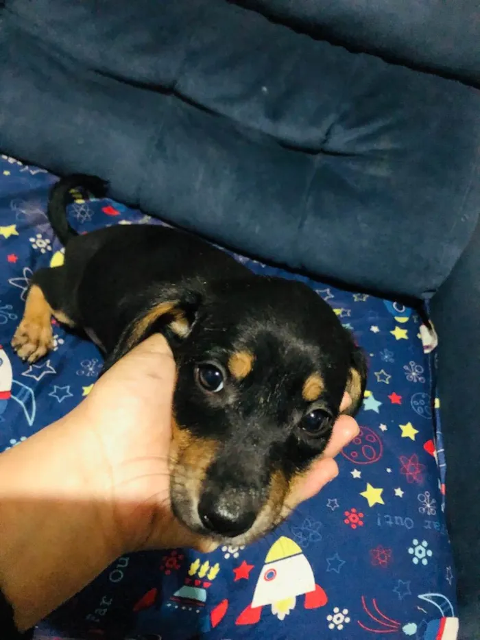 Cachorro ra a Vira lata  idade 2 a 6 meses nome Sem nome