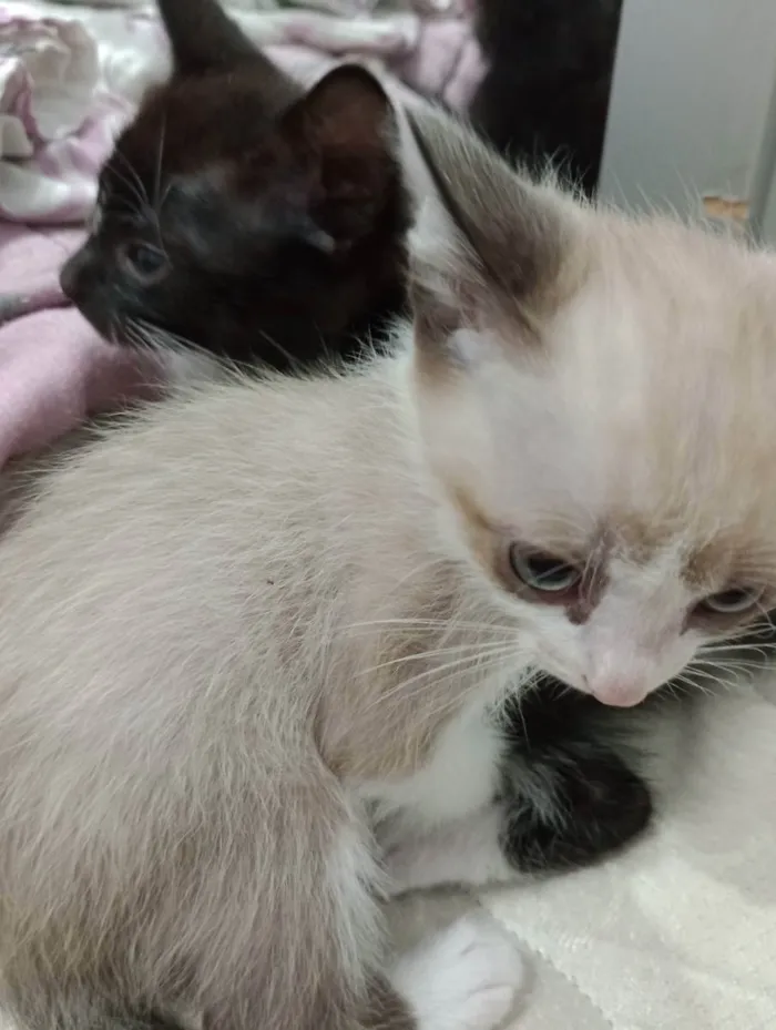 Gato ra a Não sei idade Abaixo de 2 meses nome Filhotes 1 2 3 4