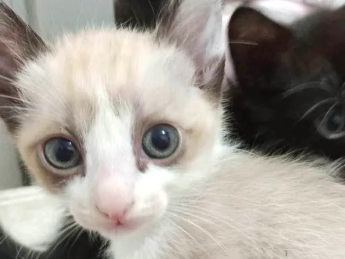 Gato ra a Não sei idade Abaixo de 2 meses nome Filhotes 1 2 3 4