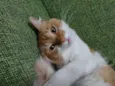Ninna