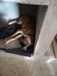Nininha e Diana