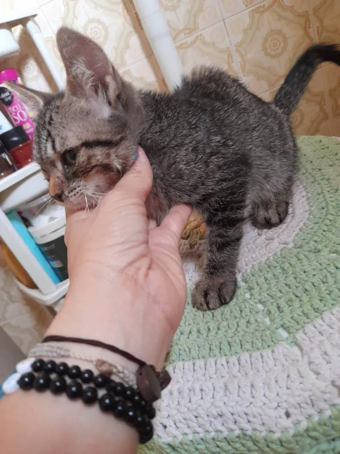 Gato ra a Indefinida idade 2 a 6 meses nome Sem nome 