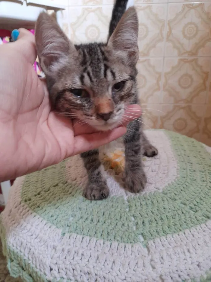 Gato ra a Indefinida idade 2 a 6 meses nome Sem nome 