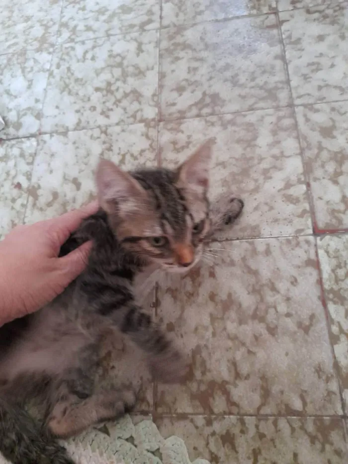 Gato ra a Indefinida idade 2 a 6 meses nome Sem nome 