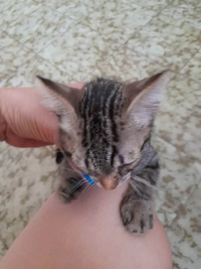 Gato ra a Indefinida idade 2 a 6 meses nome Sem nome 