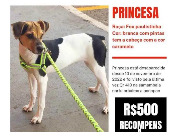 Cachorro ra a Fox paulistinha  idade 7 a 11 meses nome Princesa 