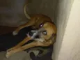 Nininha e Diana