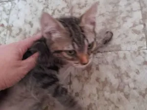 Gato raça Indefinida idade 2 a 6 meses nome Sem nome 
