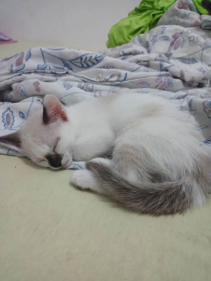 Gato ra a Vira lata  idade Abaixo de 2 meses nome Olga 