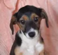 Cachorro raça SRD  idade 2 a 6 meses nome Sem Nome