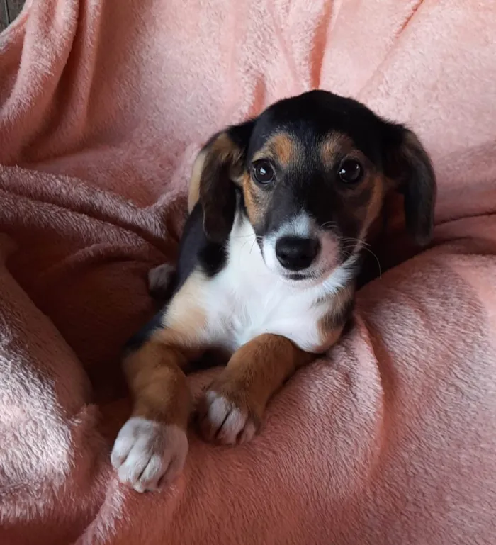 Cachorro raça SRD  idade 2 a 6 meses nome Sem Nome