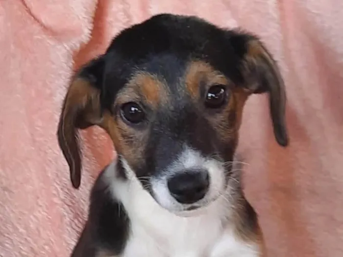 Cachorro raça SRD  idade 2 a 6 meses nome Sem Nome