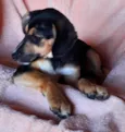 Cachorro raça SRD  idade 2 a 6 meses nome Sem Nome