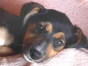 Cachorro raça SRD  idade 2 a 6 meses nome Sem Nome