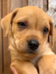 Cachorro raça SRD  idade Abaixo de 2 meses nome Sem Nome